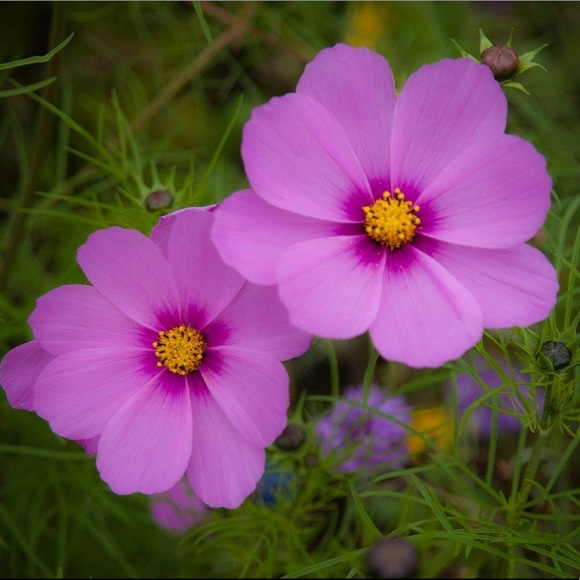 Meet your Posher, Dede - Picture 1 of 1